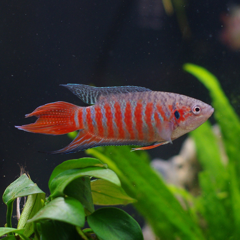 中国菩萨观赏鱼观赏叉尾巨普鱼打沙曼斗鱼养活鱼