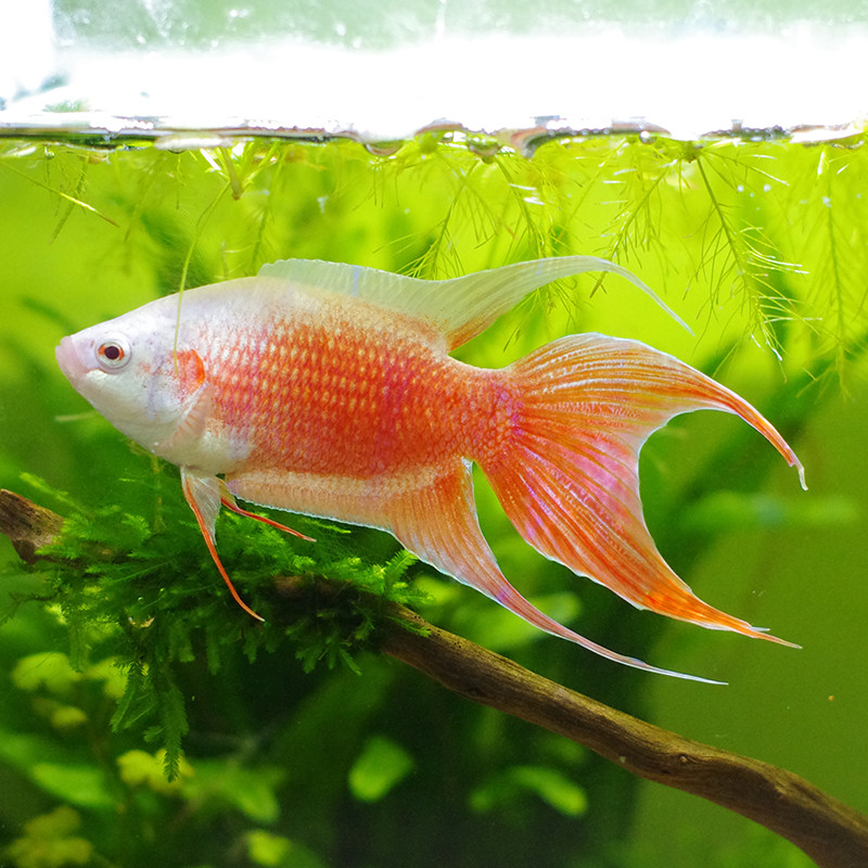 白化红火焰淡水可繁殖观赏白兔叉尾懒人鱼中国斗鱼德国改良鱼新品