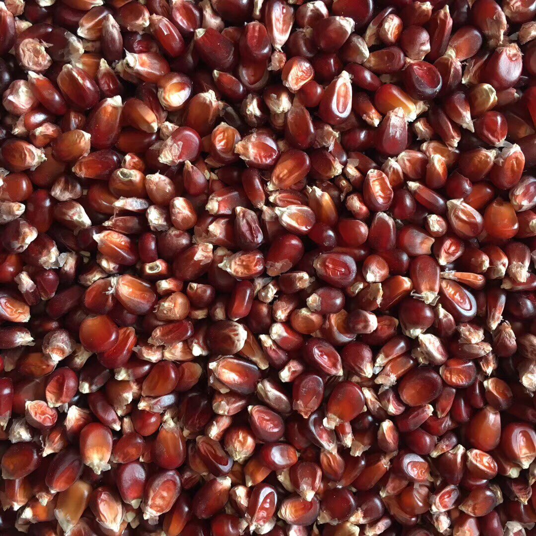 枭龙原厂直销红玉米高纤维素营养信赛鸽饲鸟食江浙沪皖包邮50斤