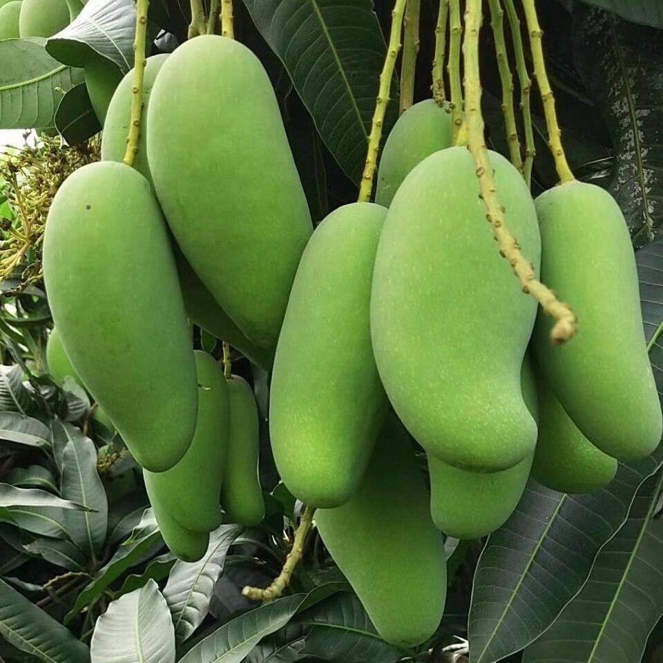 新款海南生吃芒小象牙新鲜孕妇果酸芒果