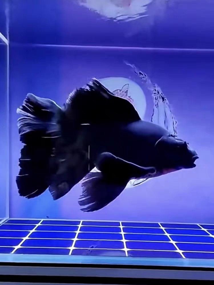 锦鲤彗星蝴蝶鲤黑草金锦鲫冷水观赏鱼黑金龙凤鱼