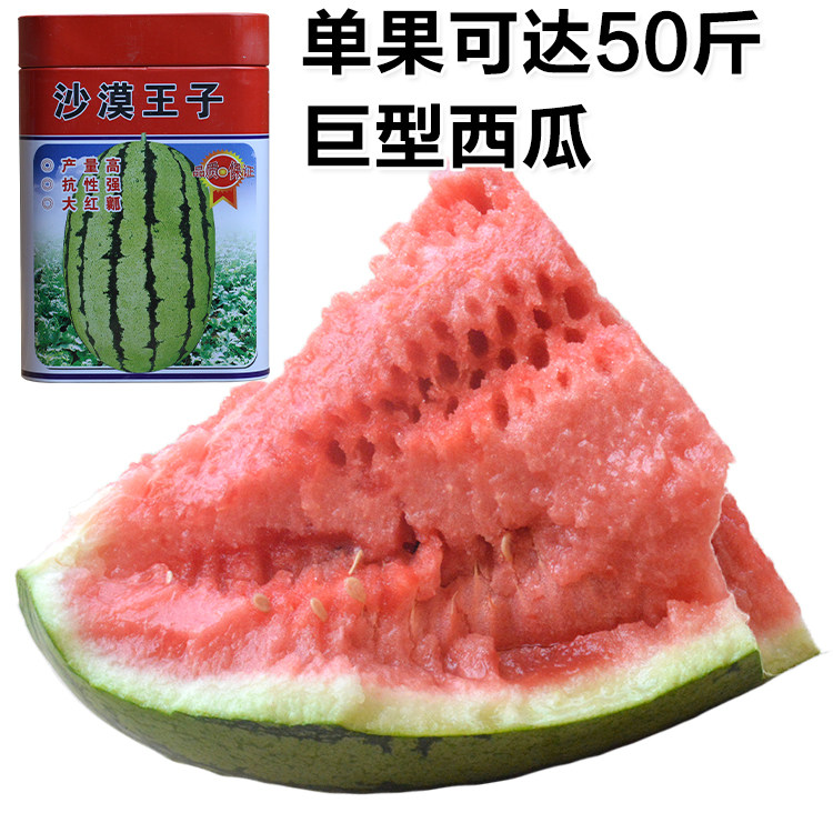 懒汉沙漠黑皮无籽红宝新红宝甜王巨型8424早佳家庭园艺种子