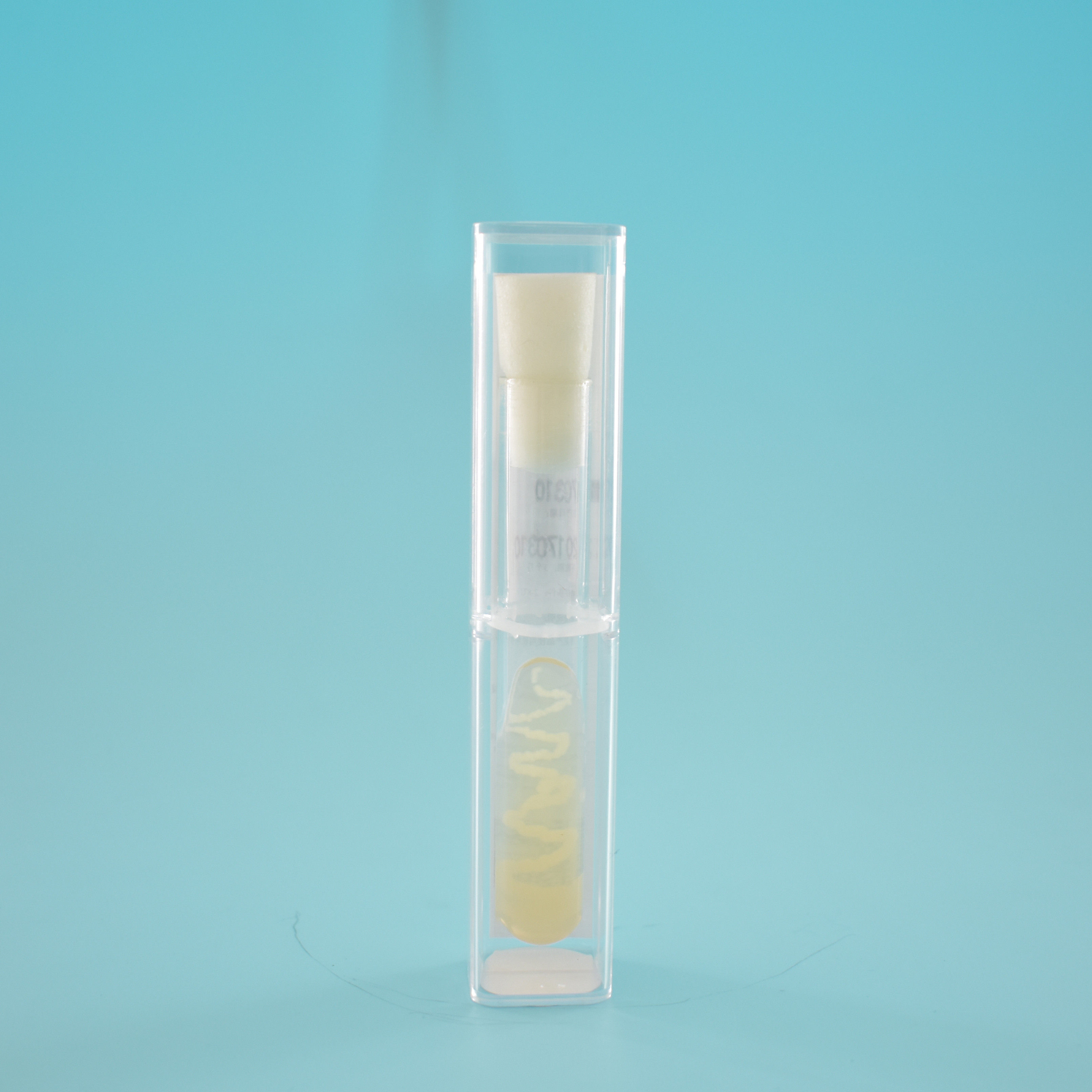 白色念珠菌 标准菌菌种 指示菌株 2代菌种斜面 中国药典