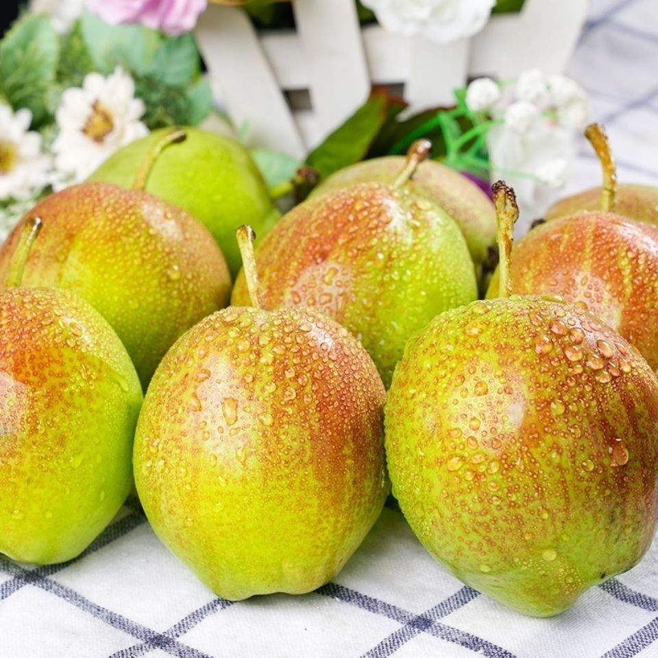 水果红香酥梨梨子现摘现发新鲜脆甜香梨10斤梨