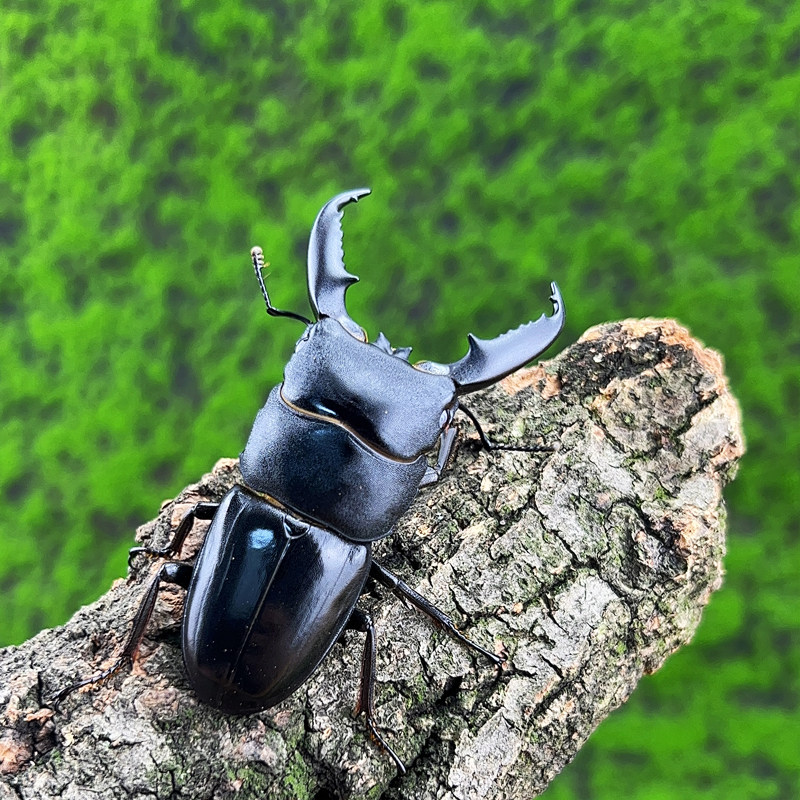 中华华大扁锹中扁锹甲独角兽宠物甲虫成虫幼虫甲虫