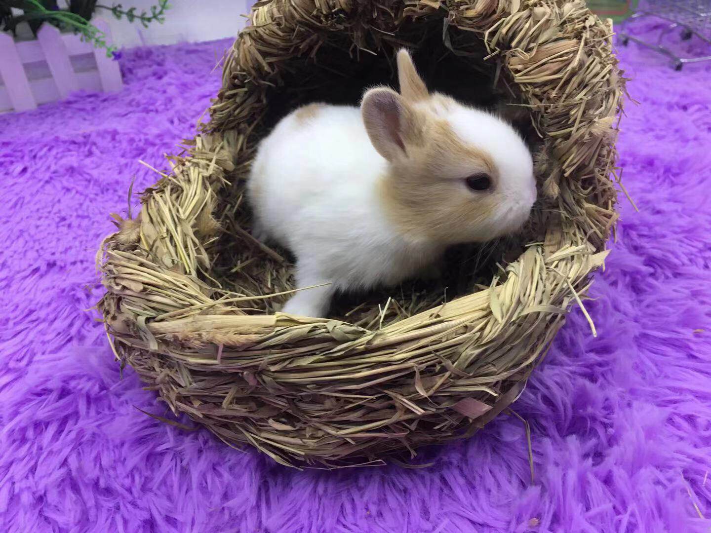 宠物侏儒活体小型迷你凤眼西施茶杯兔长不大兔