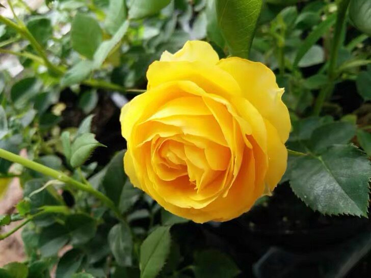 老花阳光海滩中苗大花月季月季花花苗绿植花卉花卉