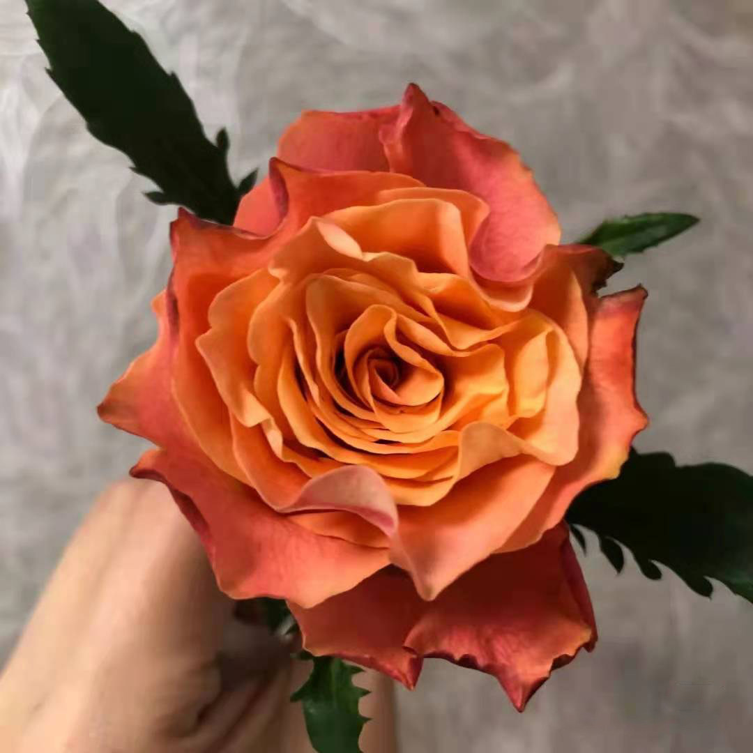 老花牙买加新品切花月季大花玫瑰玫瑰花花卉盆栽时令草本花卉