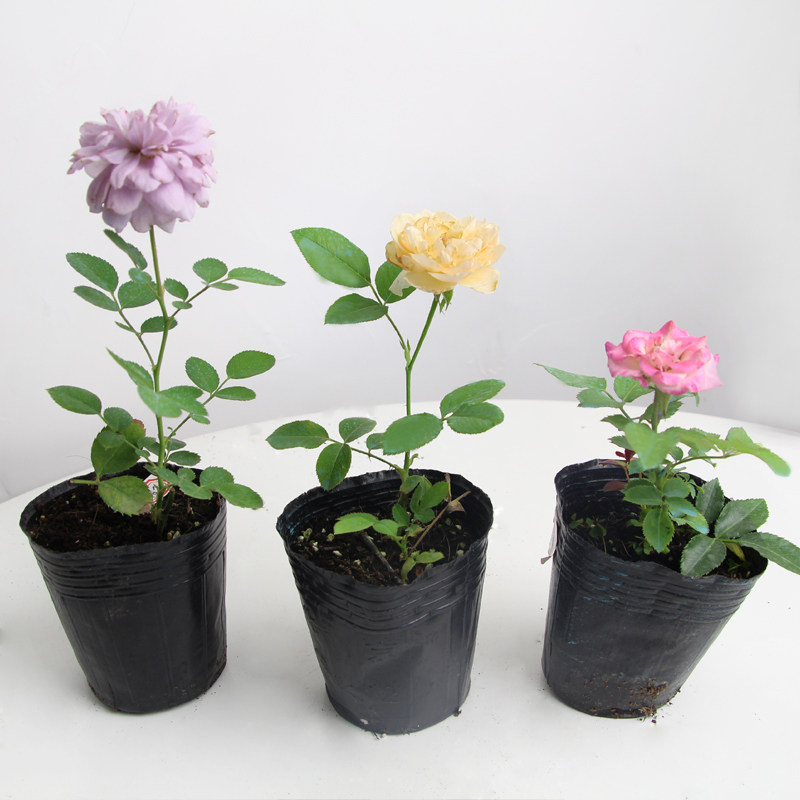 品种月季小苗 切花勤花欧月 盆栽地载花卉绿植 阳台月季