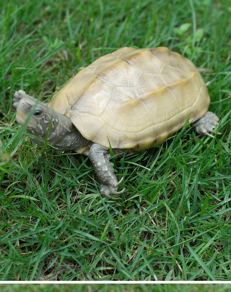 草龟白玉中华活体小乌龟宠物观赏易饲料饲料养外龟