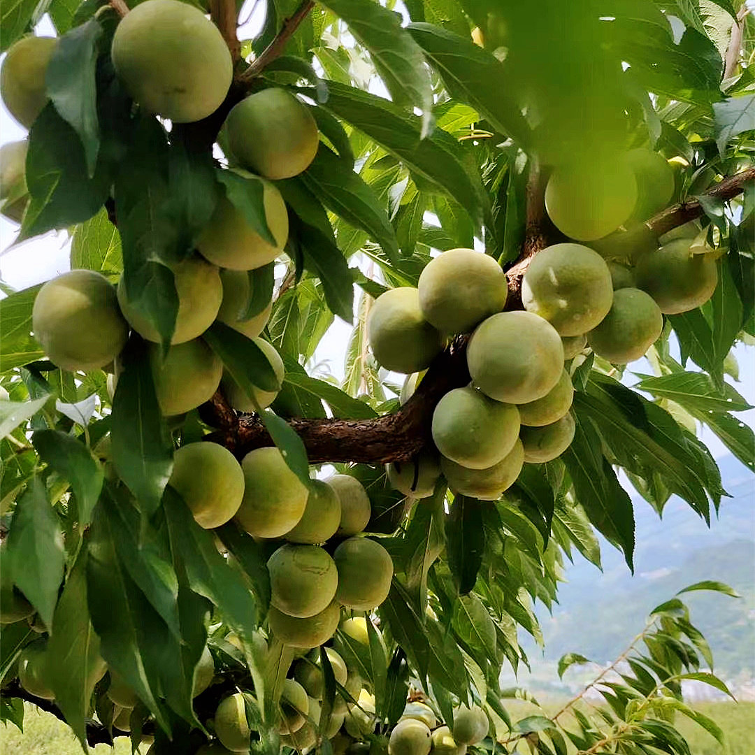 脆李巫山重庆李子新鲜水果5斤四川脱骨现货李子