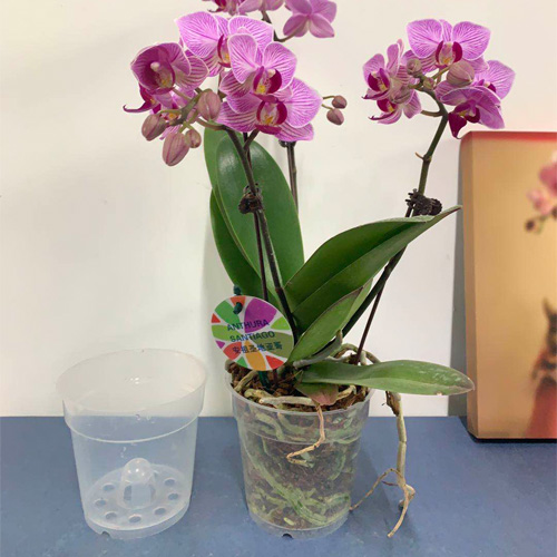 蝴蝶兰苗种种植专用花盆透明pp树脂硬杯透气花盆