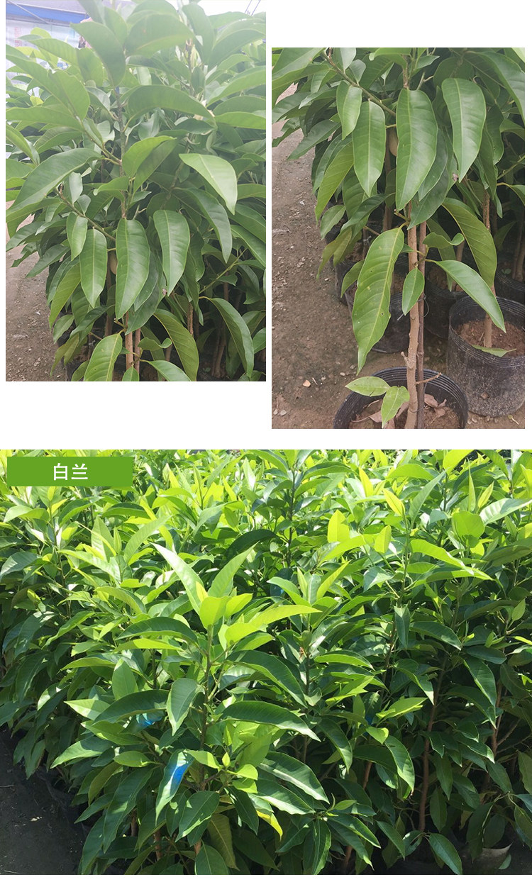 白兰花正宗嫁接白兰花苗树苗白玉兰黄桷兰黄兰盆栽时令草本花卉