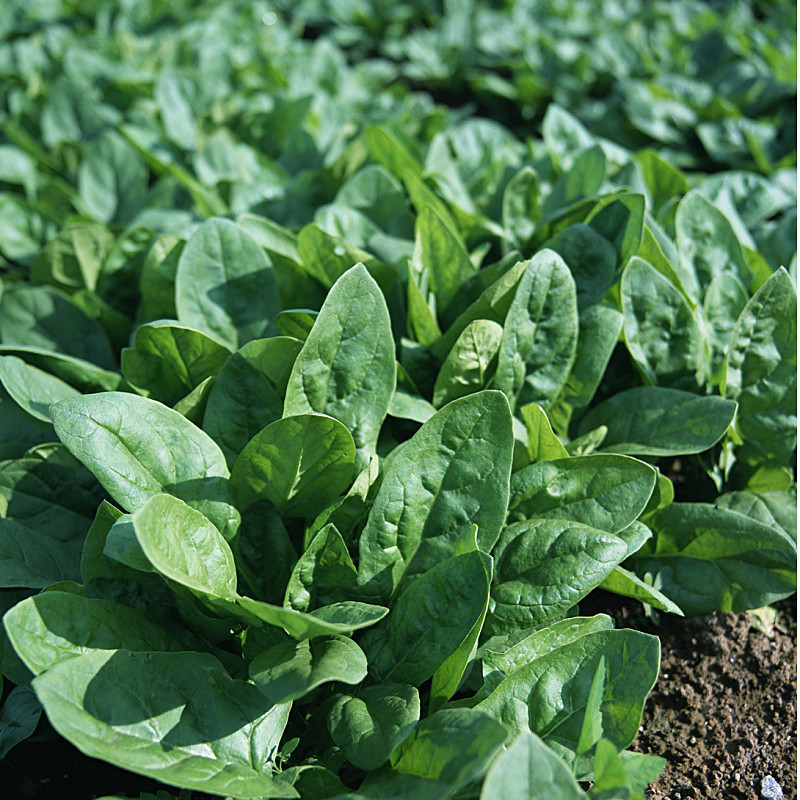 菠菜苏北露天霜冻新鲜小菠菜本地红根当季蔬菜叶菜类