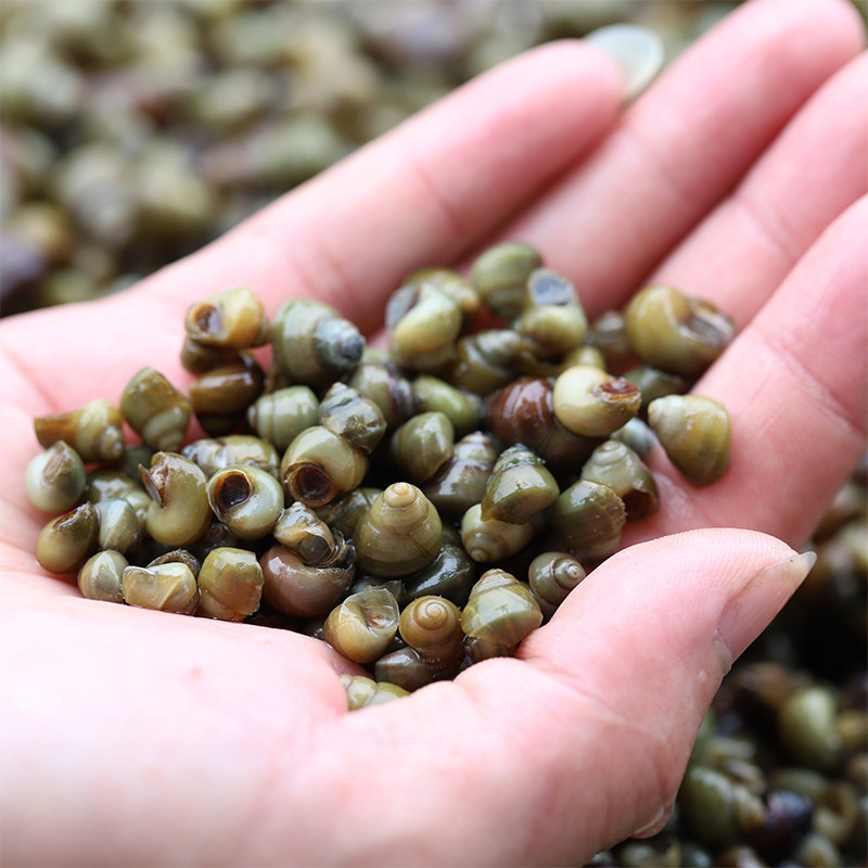 螺蛳螺丝螺苗幼螺1件4斤养殖放生泥螺