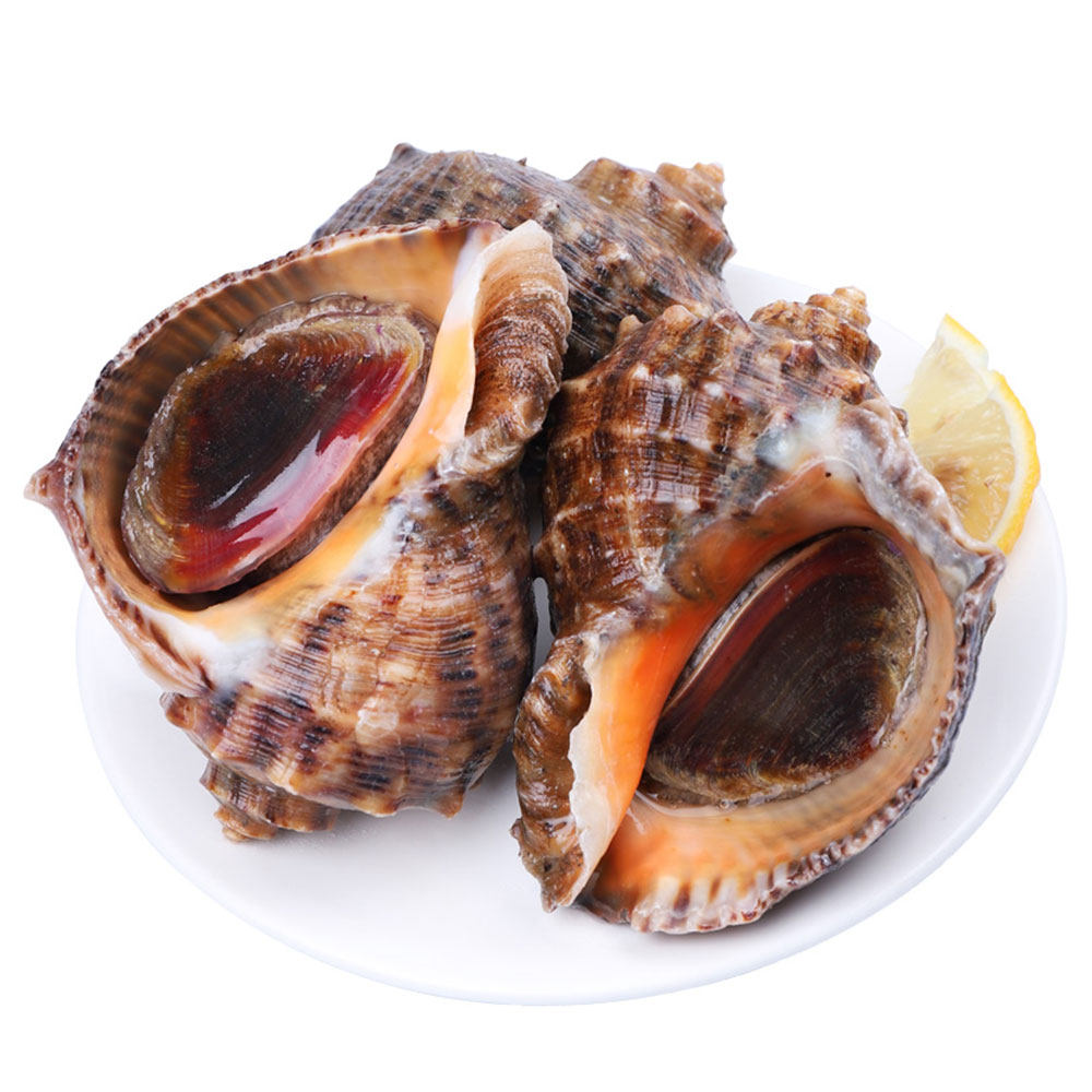 大海海螺鲜活海鲜水产超大新鲜青岛海特大生猛海螺