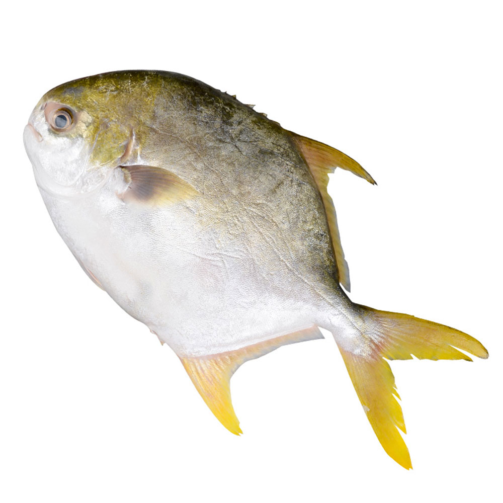 鲳鱼鲜鱼水产冰冻鳊鱼平鱼大平鲜活海金鲳鱼包邮鲳鱼