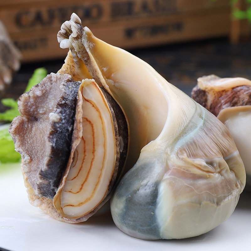 大海螺鲜活海鲜水产超大新鲜青岛海捕特大生猛贝类当天捕捞大海螺