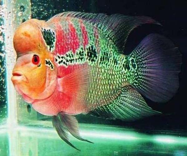 中大型热带鱼观赏鱼鸿运当头罗汉鱼起头活体鱼