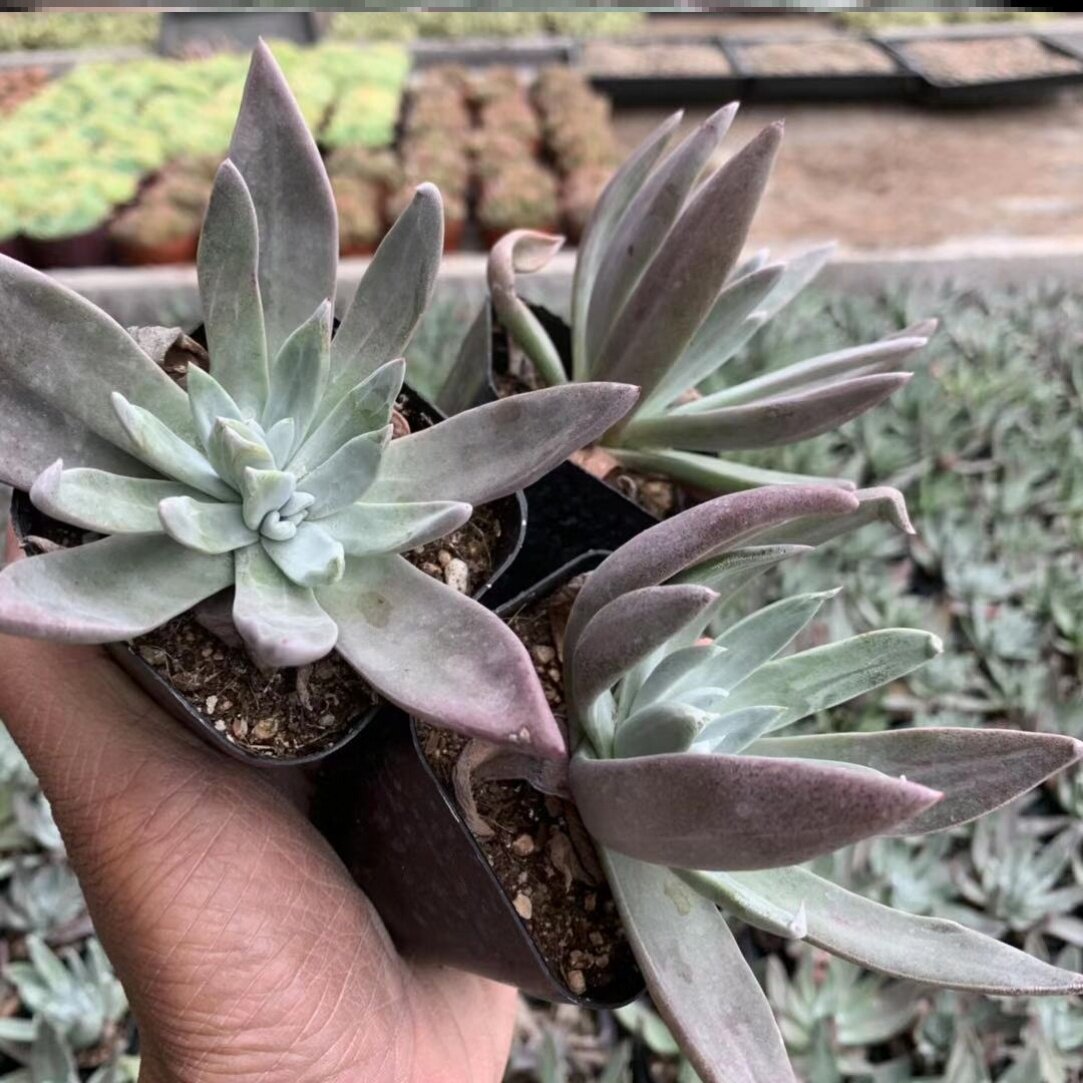 苹果好养涵肉一拍一物初霜御剑白菊系列大颗多肉植物