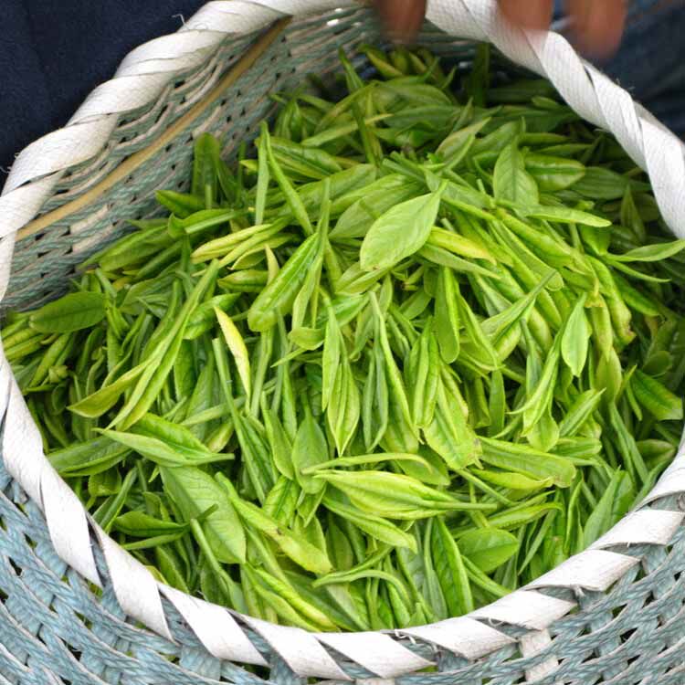 2021新茶湖南郴州汝城特产泉水水旱塘硒山茶其它绿茶