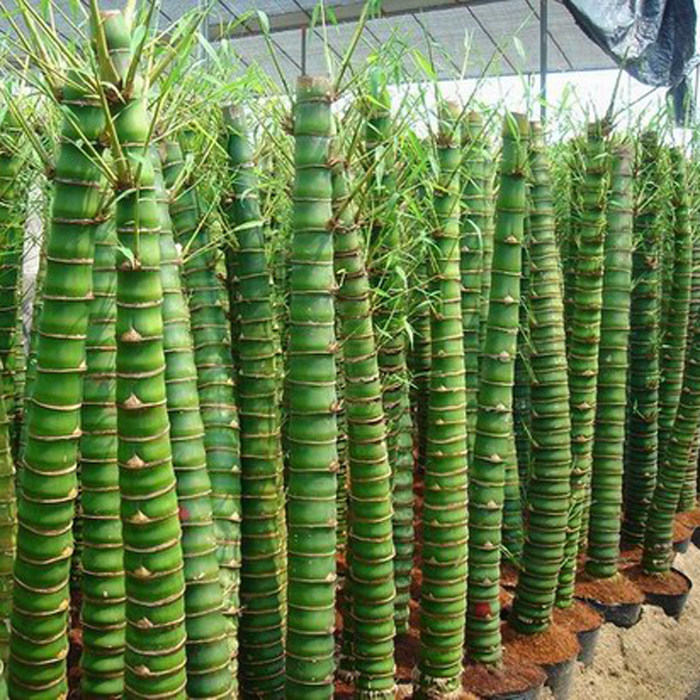 佛肚植物叶植物景观盆景花卉观赏室内竹子庭院绿植