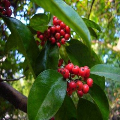 树苗冬青绿化冬青树白银苗山熊胆红果大叶青苗行道树