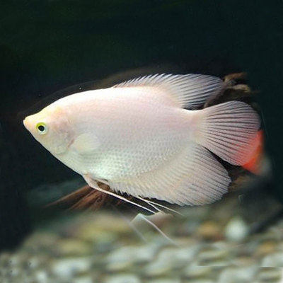 红眼眼白招财热带中大型观赏淡水鱼风水发财鱼活体鱼