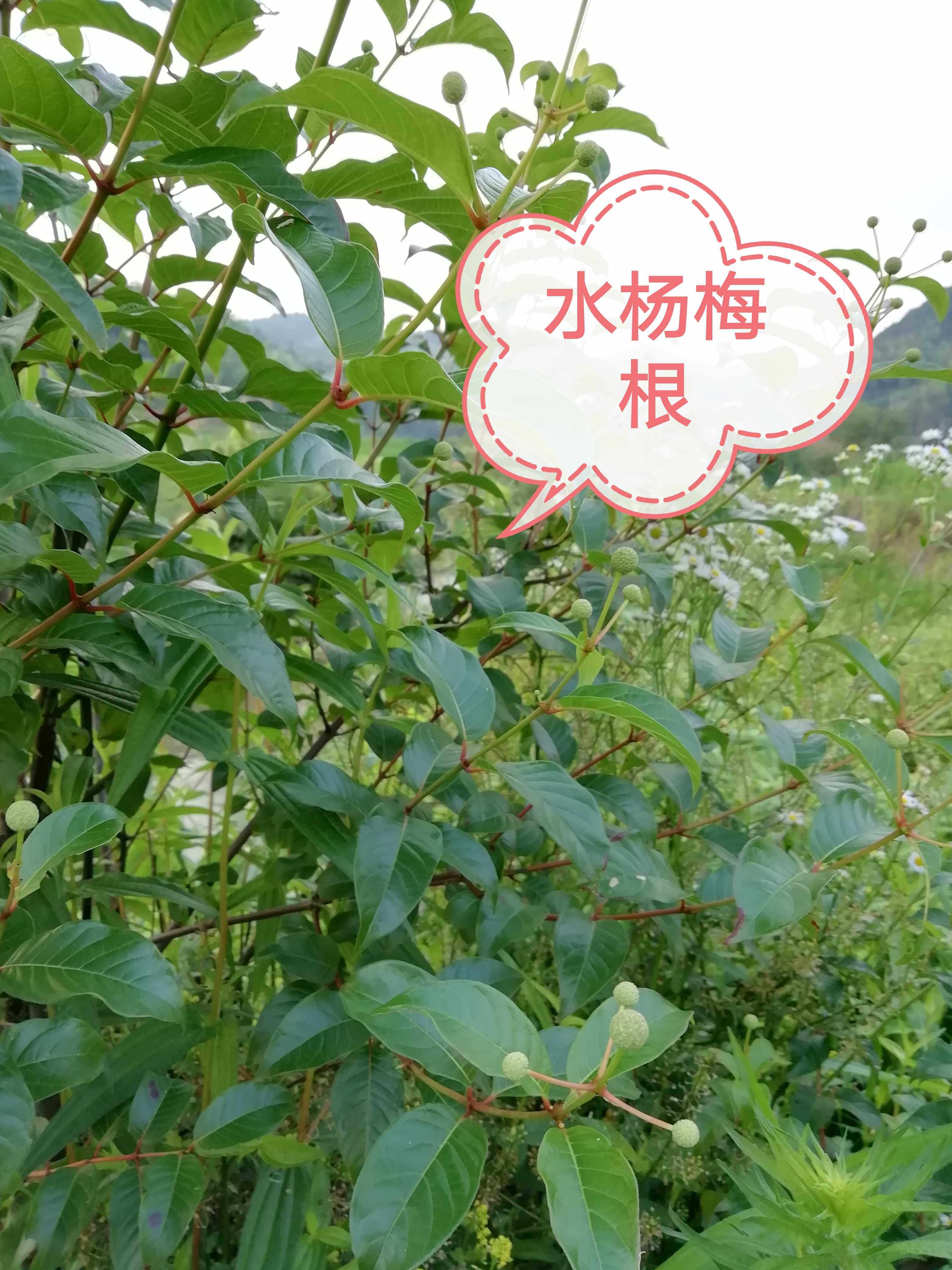 野生水杨梅根新鲜水团花水杨柳白消木中草药水土豆