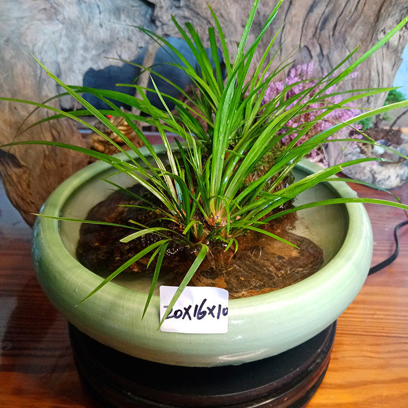 附石菖蒲天然原生态盆景客厅内外吸甲醛绿植水培植物净化微观盆栽