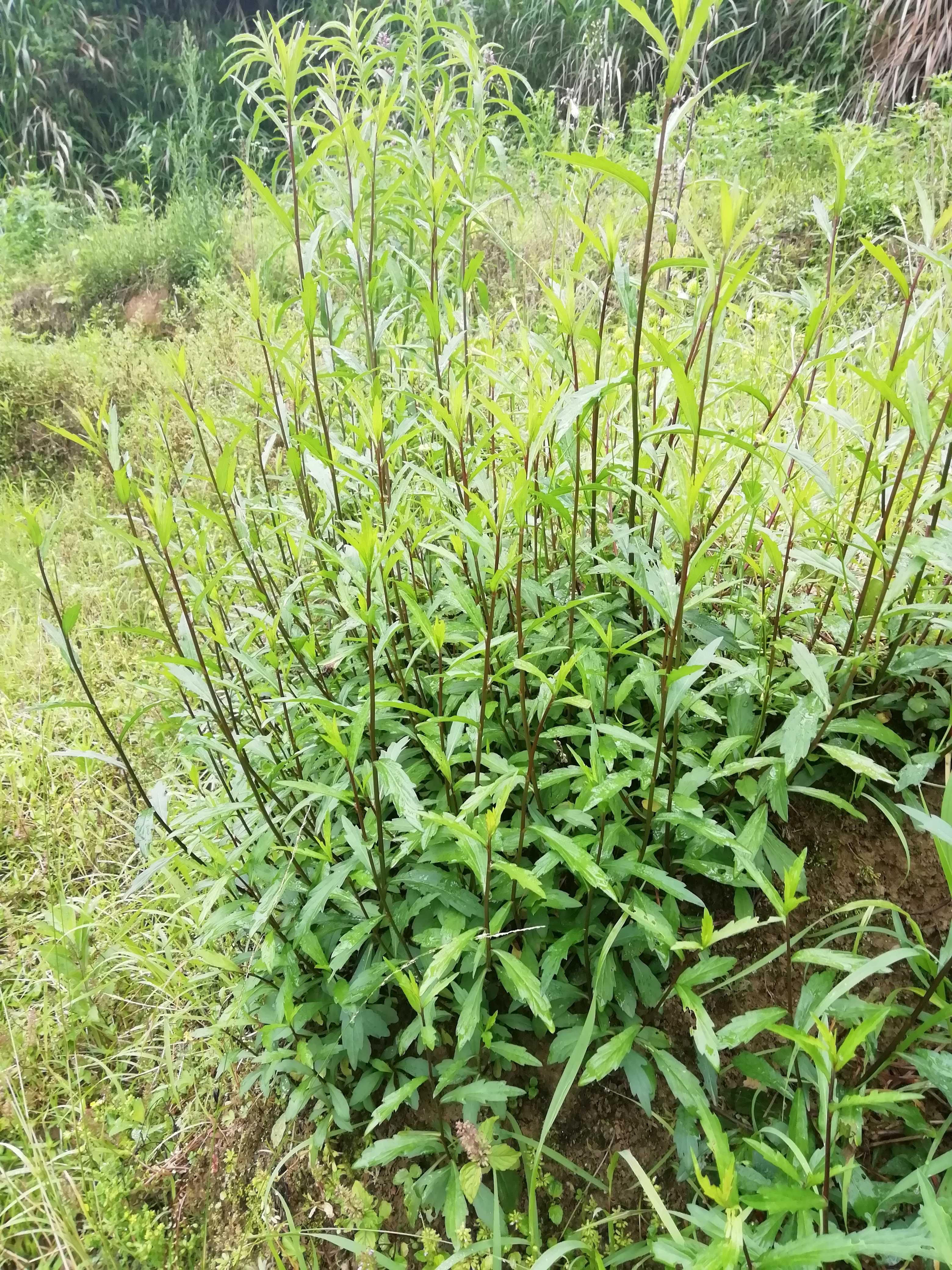 一亿2000万兰花图片,最贵的兰花草图片,兰花水晶草图片大全_大山谷图库