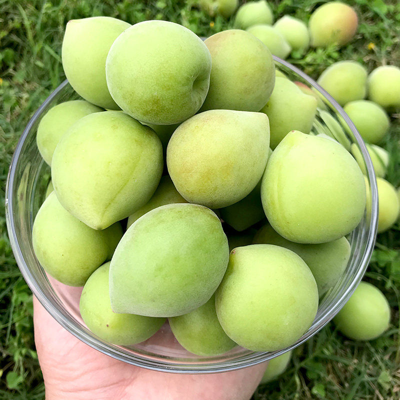 青梅鲜果泡酒梅子新鲜水果包邮大5斤当季整箱其它