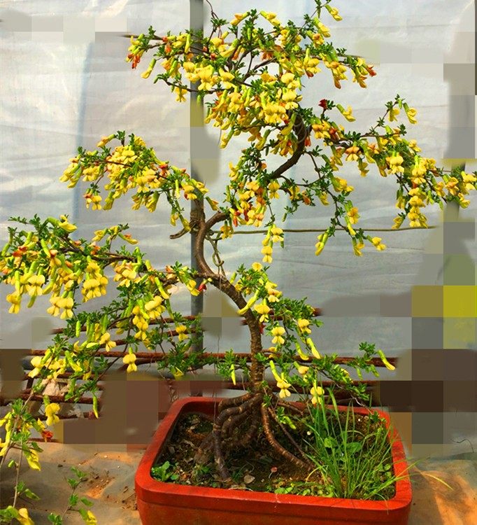 金雀庭院黄金雀植物绿植花苗金丝雀阳台锦鸡盆栽空气净化剂