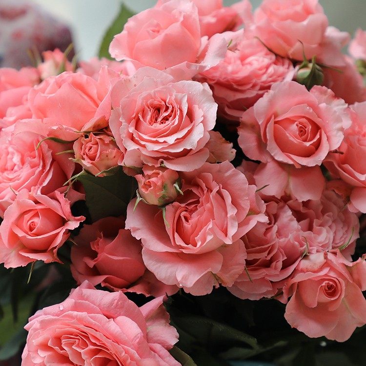 珊瑚浓香垂头花苗玫瑰花玫瑰月季大花果冻粉色鲜花拱门