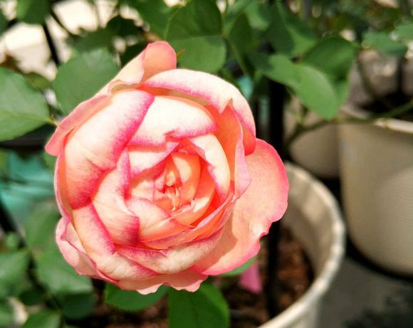 伊芙新品系列古典香水月季月季花花苗超大花朵空气净化剂