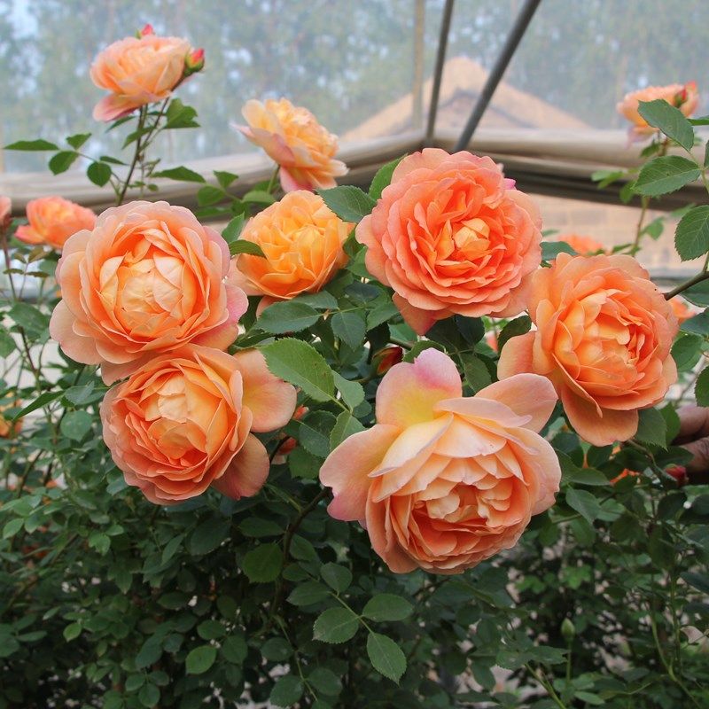 藤本月季夏洛特夫人女郎攀爬爬藤蔷薇拱门黄色好养空气净化剂