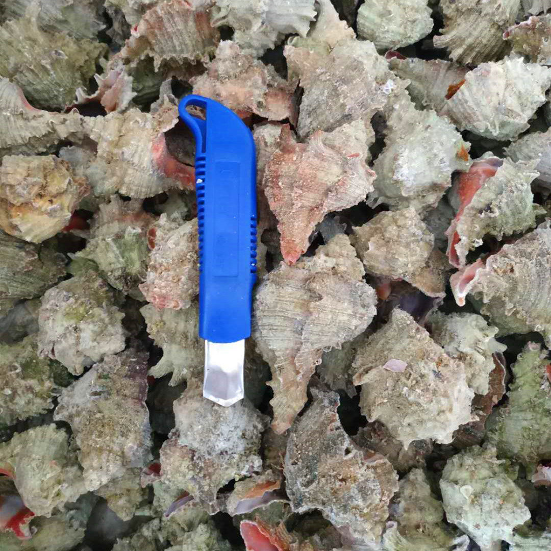 冷冻深海海螺刺螺10只烧烤食材千新鲜手螺熟冻海螺