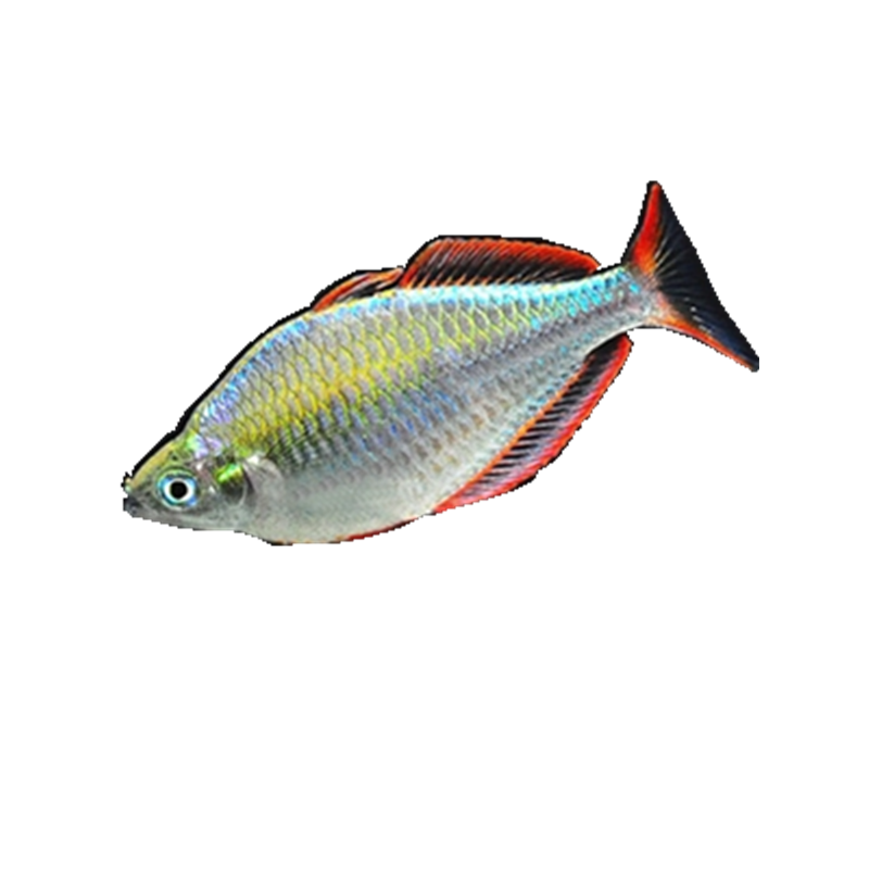 热带鱼观赏鱼小型电光美人活体淡水宠物好养易活群鱼