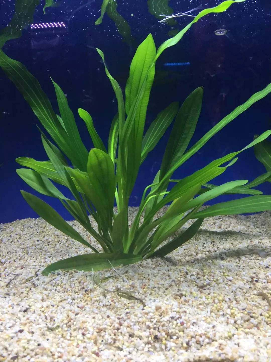 九冠鱼缸水族观赏水草活体大叶乌拉圭皇冠一株水草