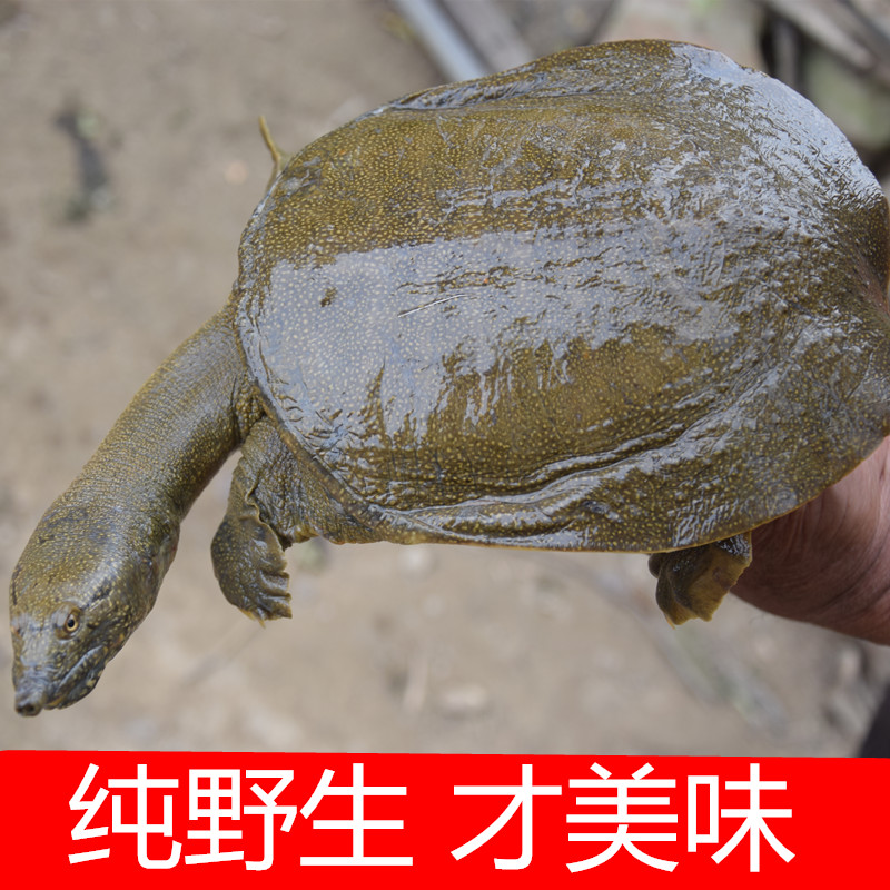 野生甲鱼中华老鳖大王王八鲜活1斤水鱼团活体甲鱼
