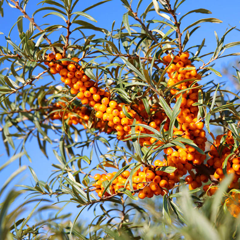 沙棘新鲜鲜果野生特级精选吕梁醋柳山正品酵素沙棘