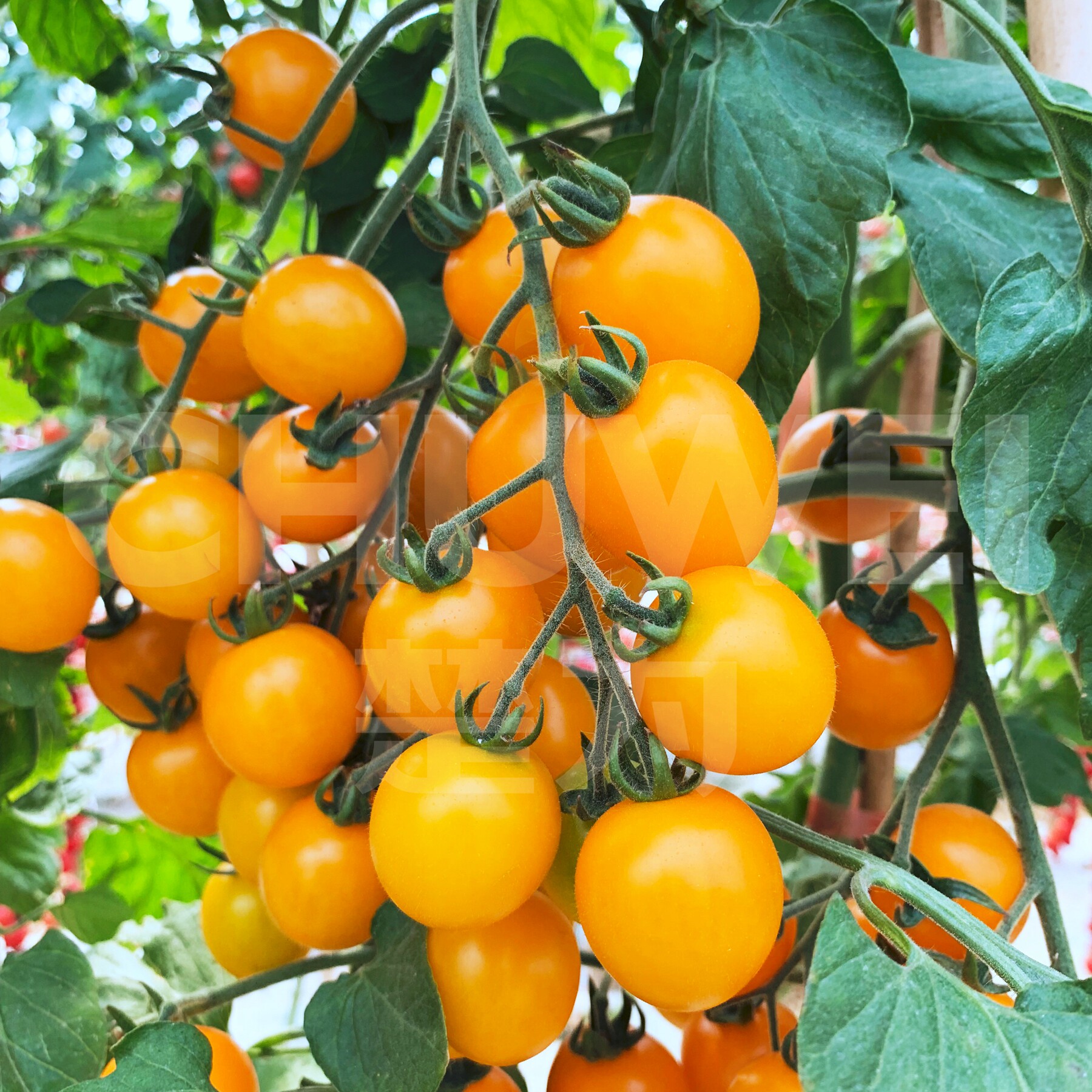 黄贝乐无限生长园艺基地种植营养价值高黄色樱桃番茄种子