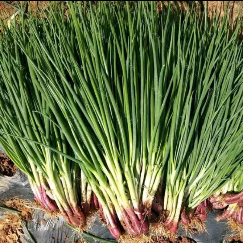 东方红根小香葱种子四季春秋冬盆栽蔬菜籽青葱苗秋分小葱种籽阳台