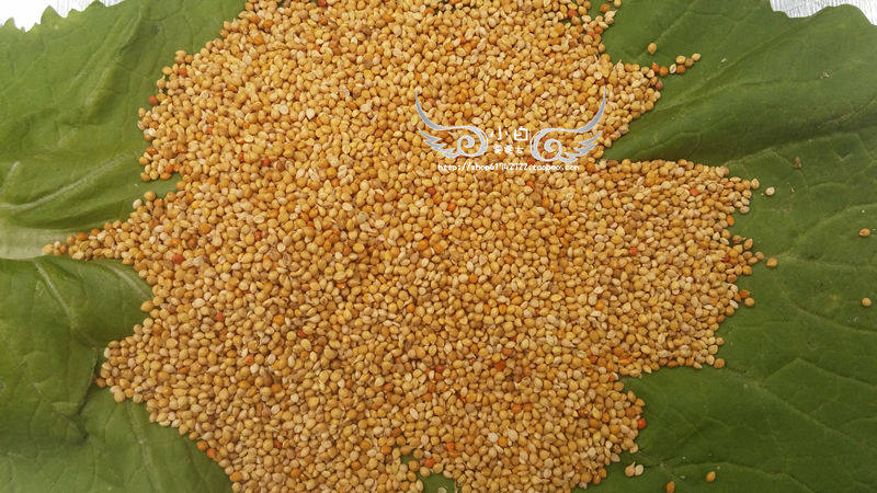 带壳小米种子中小型鹦鹉珍珠文鸟饲料鸟食黄粟谷黍粟米谷子饲料  小白