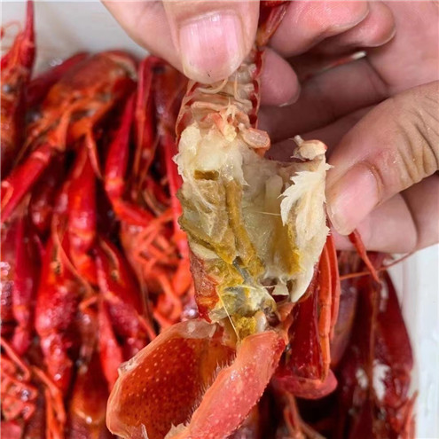 湖北潜江清水小龙虾青虾红虾234钱小青青红鲜活虾仁