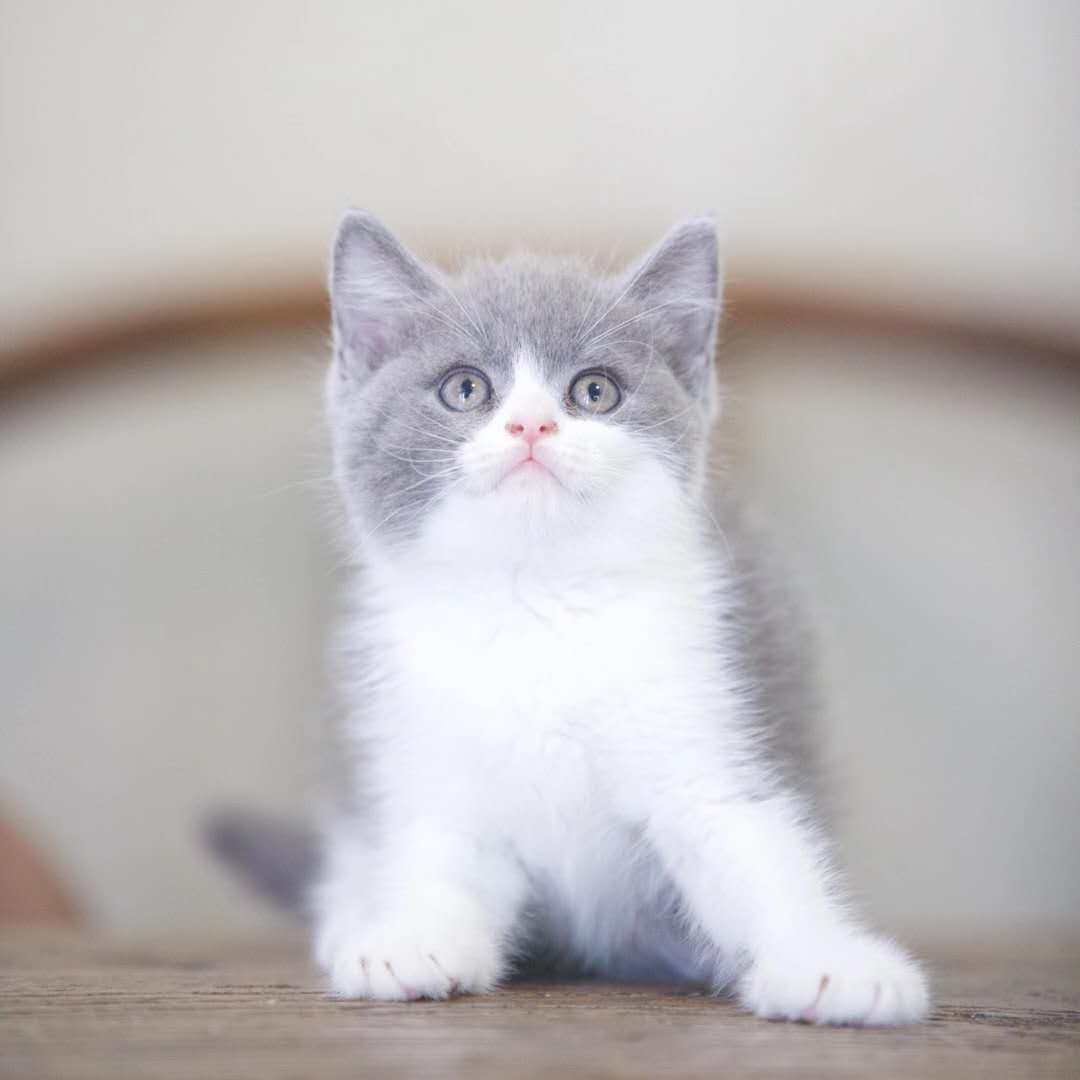 英短蓝白幼猫蓝猫矮脚蓝白英短折耳银渐层猫咪活物小猫幼猫宠物猫