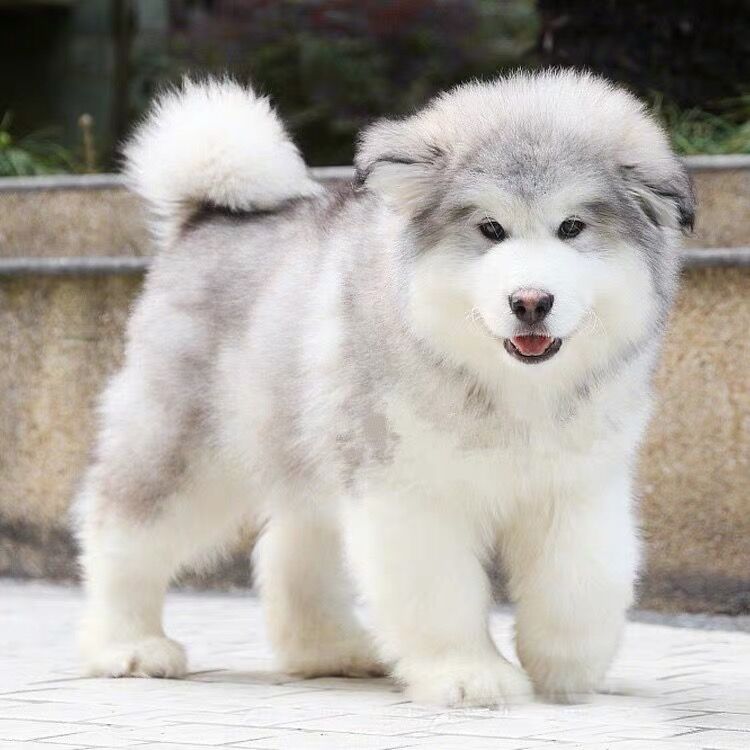 阿拉斯加幼犬纯种雪橇犬灰白大型犬桃脸熊版阿拉宠物