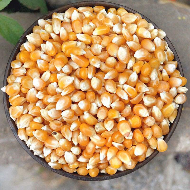 玉米粒优质钓鱼打窝鸡鸭鸽子兔子宠物鼠类饲料饲料原料