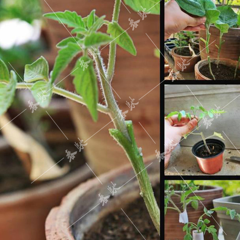 番茄嫁接砧木种子金钻 西红柿砧木 亲和力强 芽率高 高产 抗病好