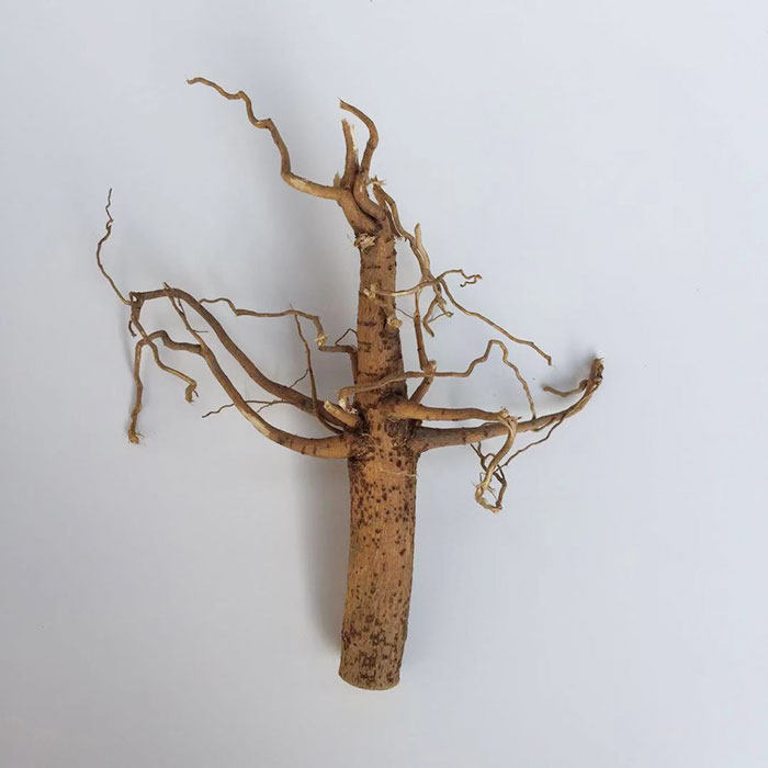 棉花农家原根过冬花的根头可切段中药材1斤包邮其他药食同源食品